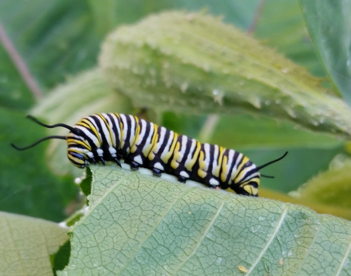 caterpillar_11.jpg