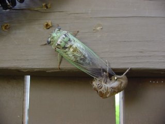 cicada2.jpg