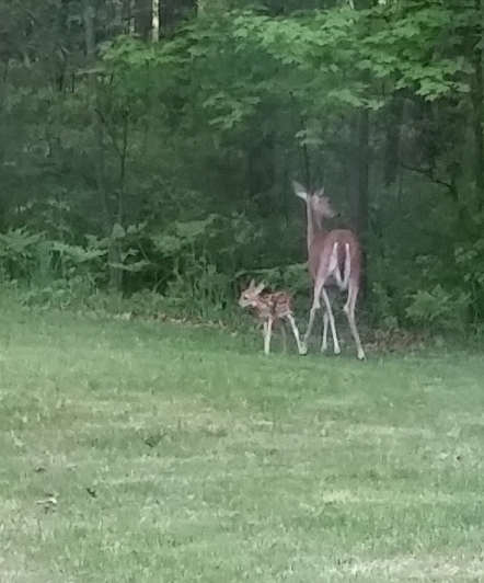 doe_and_fawn.jpg