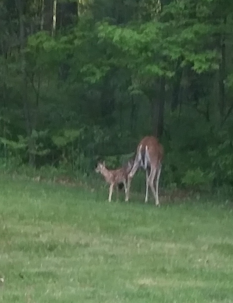 doe_and_fawn_2.jpg