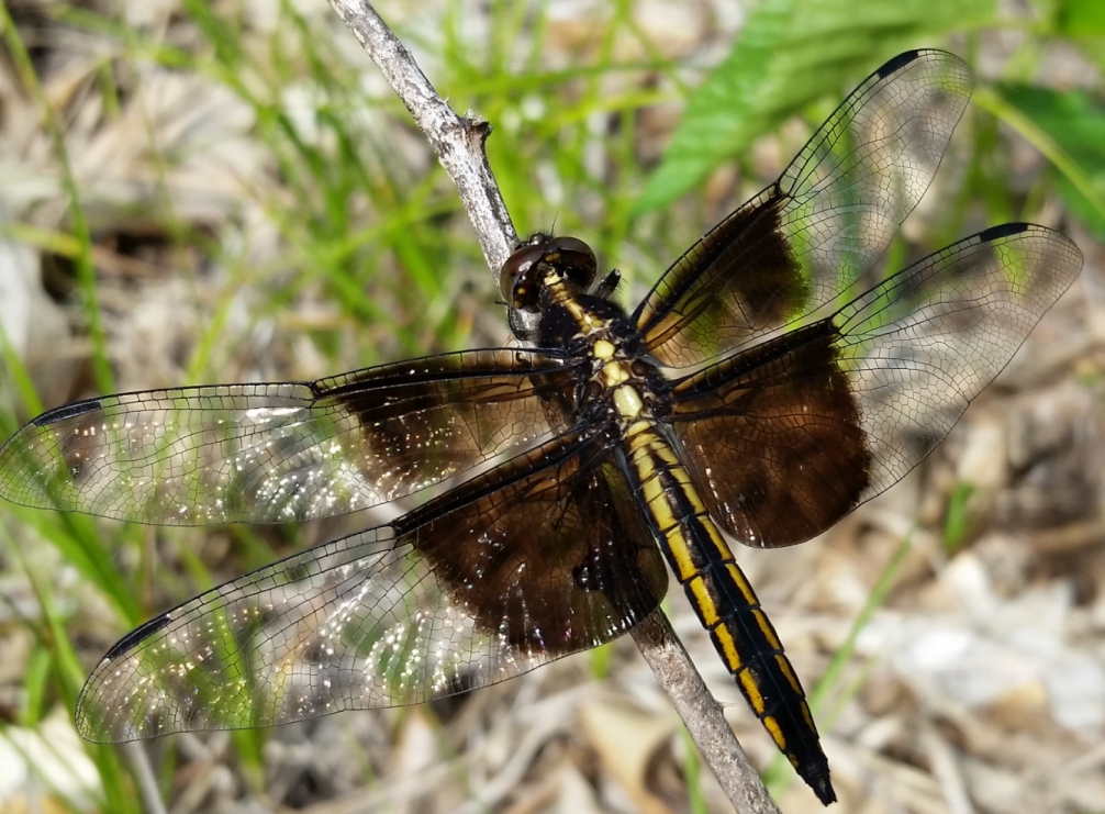 dragon_fly_1.jpg