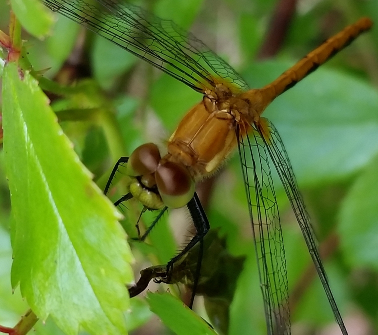 dragon_fly_5.jpg