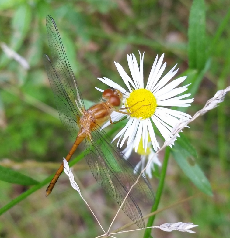 dragonfly_10.jpg