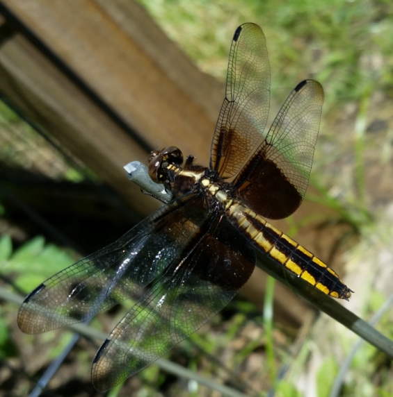 dragonfly_21.jpg