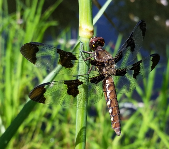 dragonfly_22.jpg