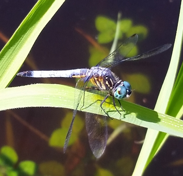 dragonfly_33.jpg