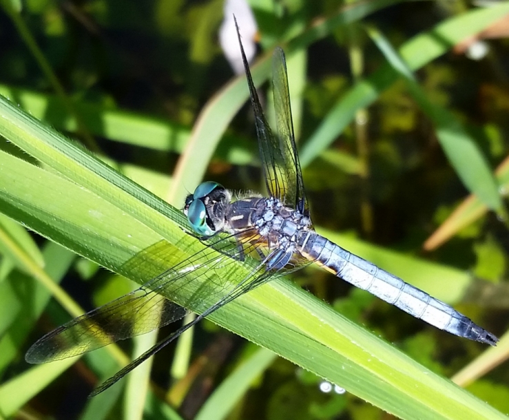 dragonfly_41.jpg