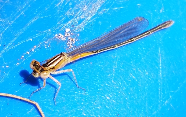 dragonfly_7.jpg