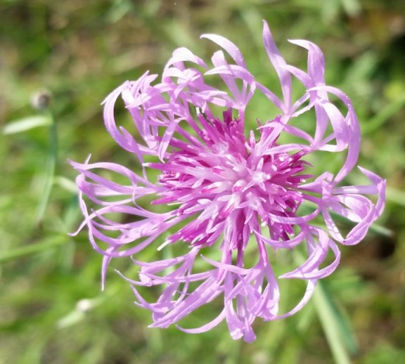 flower225.jpg