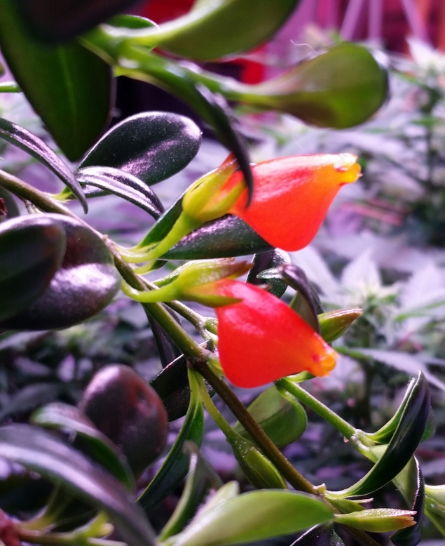 goldfish_plant_1.jpg