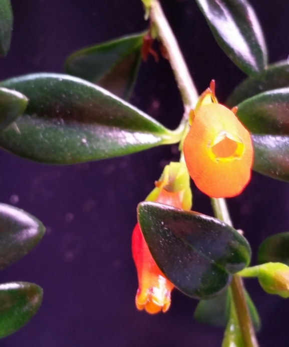 goldfish_plant_2.jpg