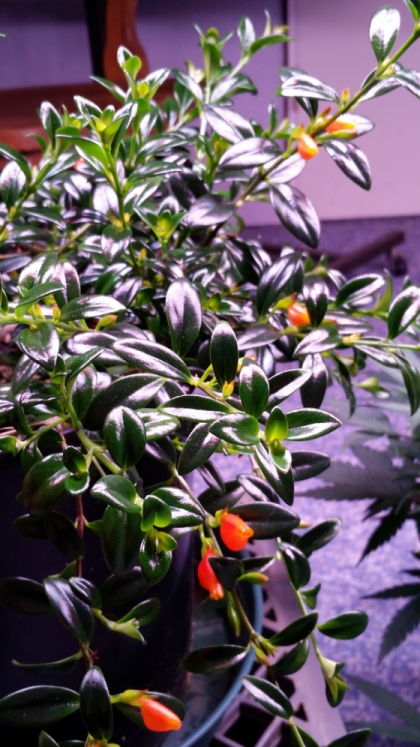 goldfish_plant_3.jpg