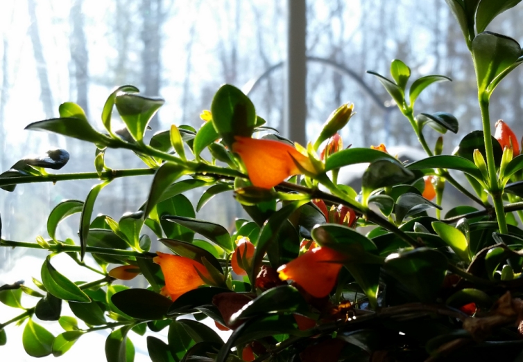 goldfish_plant_4.jpg