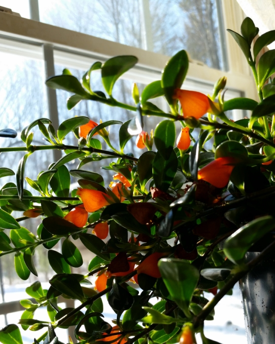 goldfish_plant_5.jpg