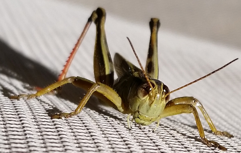 grasshopper_11.jpg