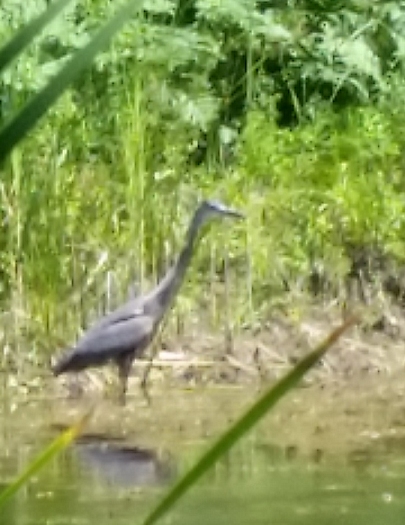 great_blue_heron1.jpg