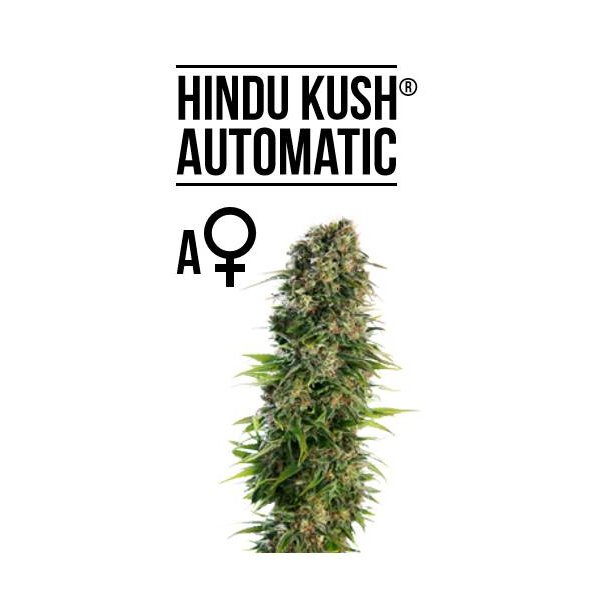 hindu-kush-automatic-feminized.jpg