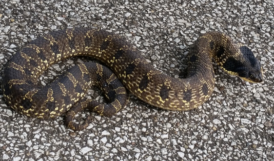 hognose_snake_2.jpg