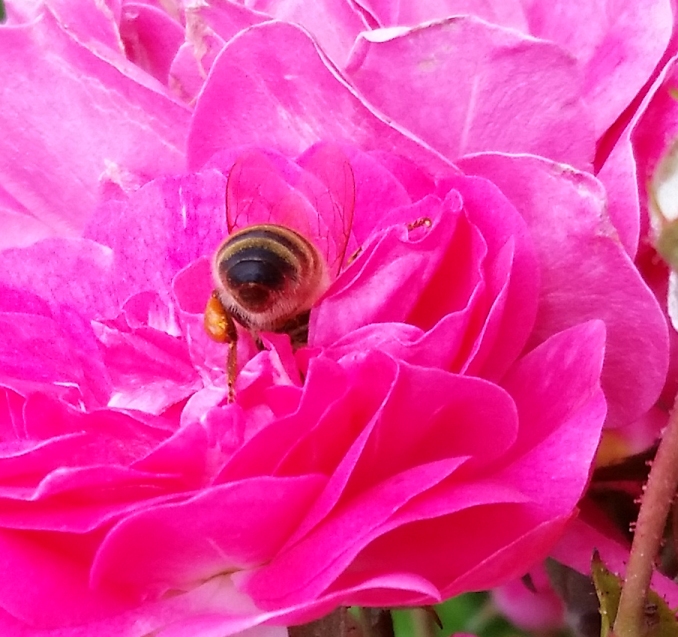 honey_bee_rose_2.jpg