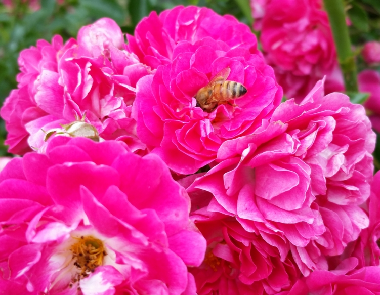 honey_bee_rose_3.jpg