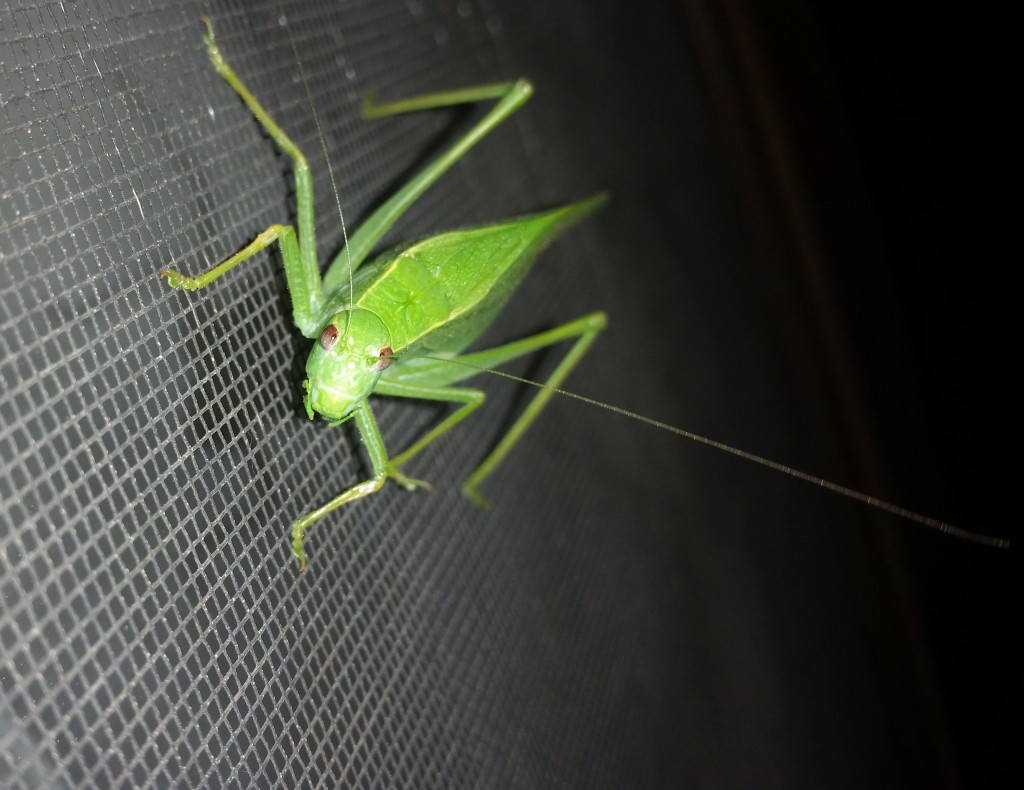 katydid_1.jpg