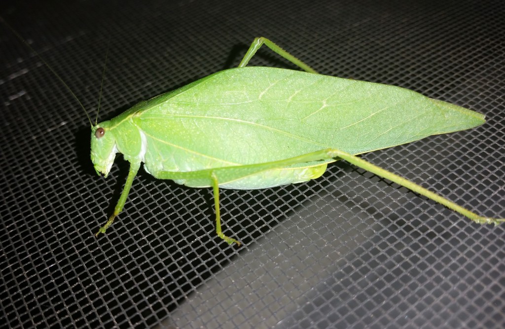 katydid_2.jpg