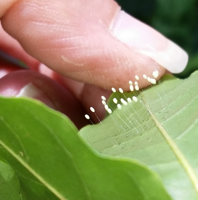 lacewing_eggs_1.jpg