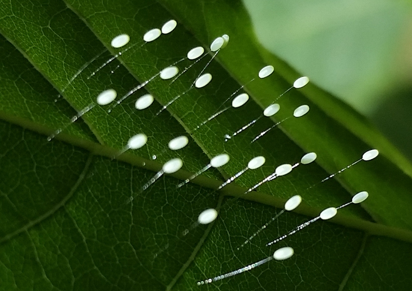 lacewing_eggs_2.jpg