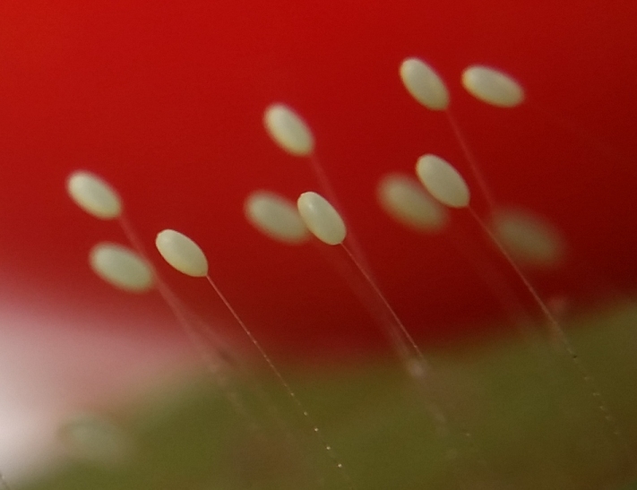 lacewing_eggs_4.jpg