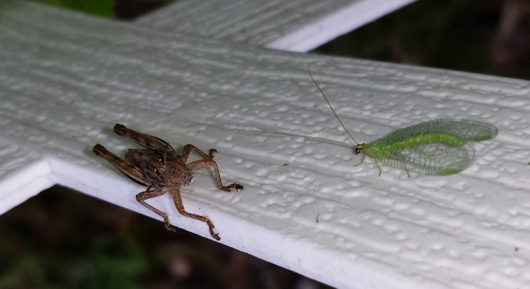 lacewing_vs_grasshopper_1.jpg