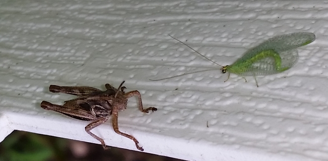 lacewing_vs_grasshopper_2.jpg