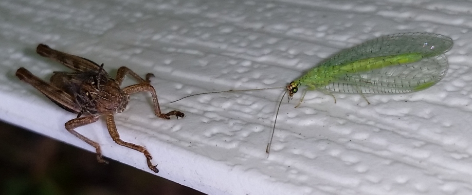 lacewing_vs_grasshopper_3.jpg