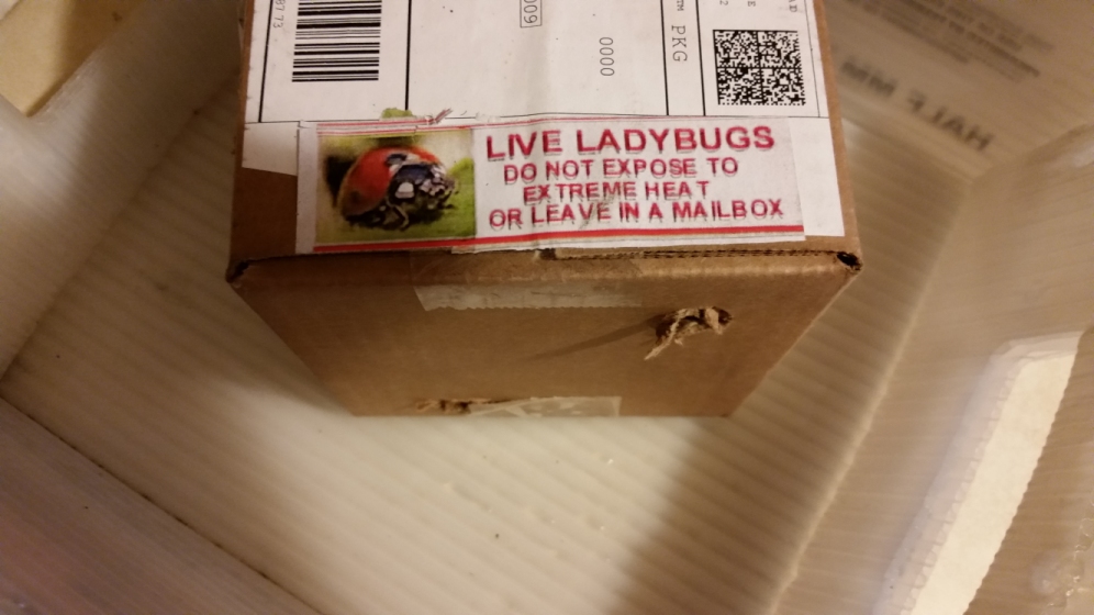 lady_bugs_2.jpg