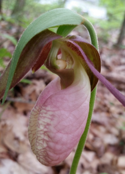 lady_slipper_1.jpg