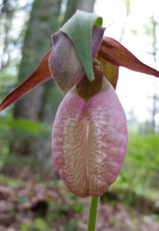 lady_slipper_2.jpg