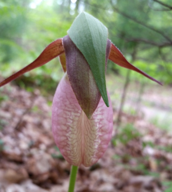 lady_slipper_3.jpg