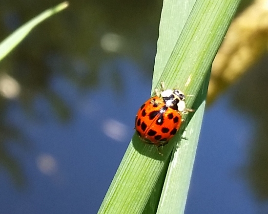 ladybug1.jpg