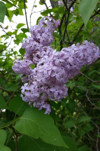 lilacs_1.jpg