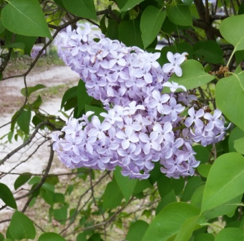 lilacs_2.jpg