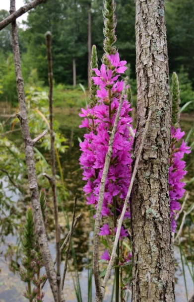 loosestrife_1.jpg