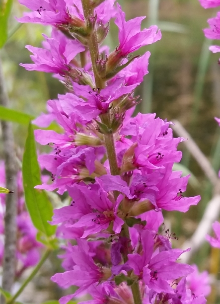 loosestrife_2.jpg