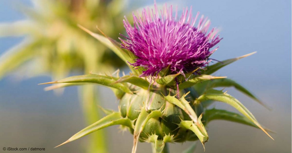 milk-thistle-fb.jpg