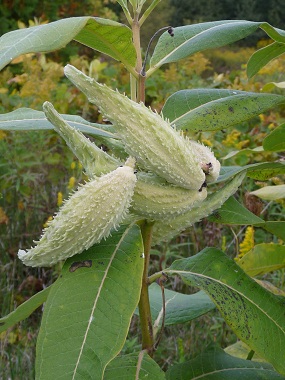 milkweed-pods.jpg