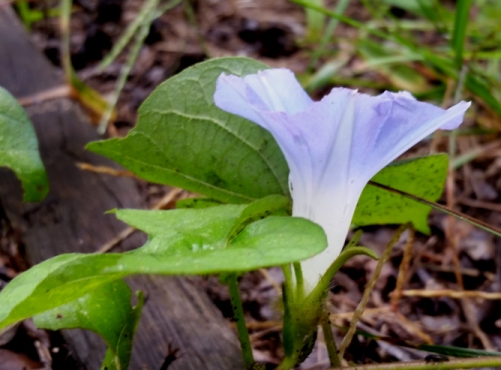 morning_glory_12.jpg