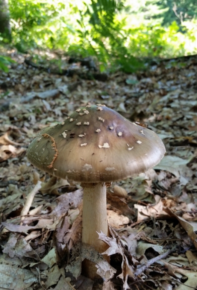 mushroom_1.jpg