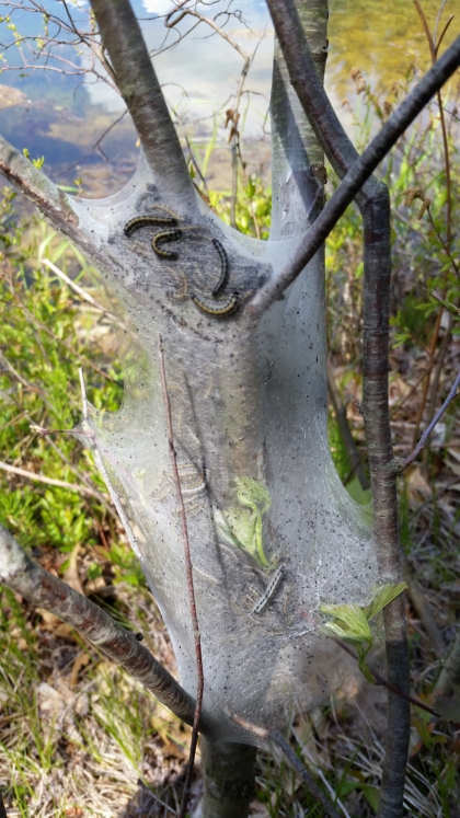 nest_of_plant_eating_worms.jpg