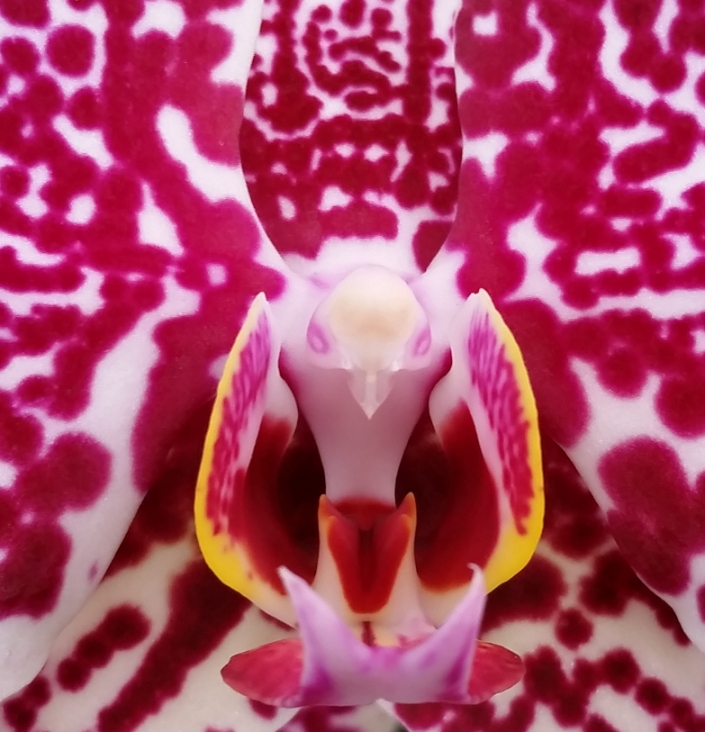 orchid_1.jpg