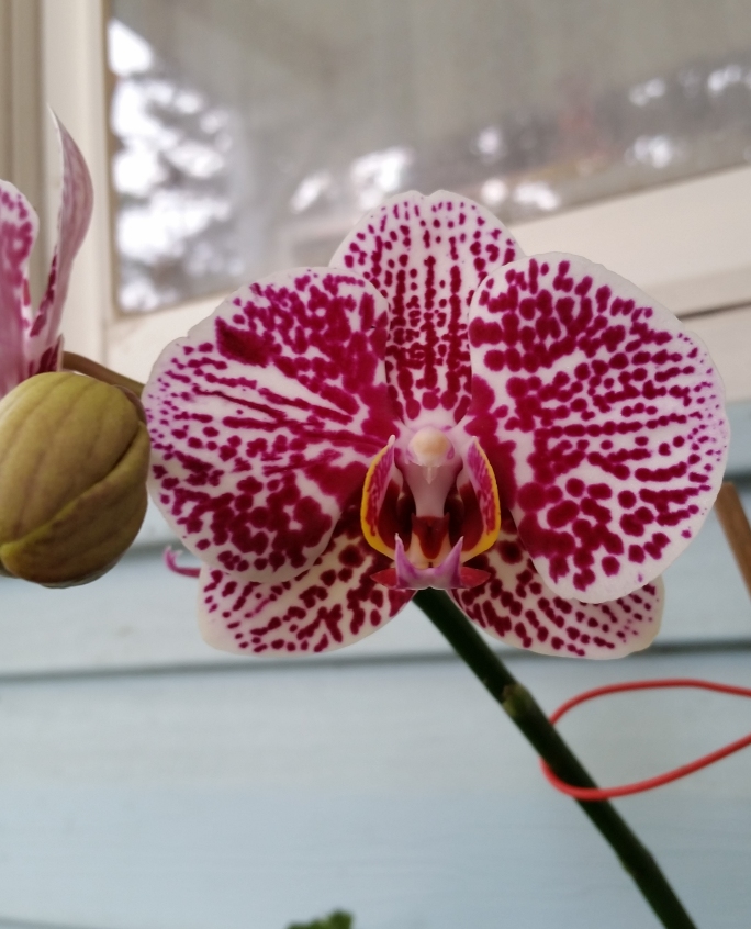 orchid_3.jpg