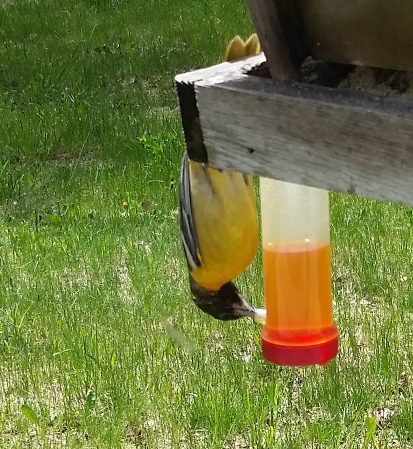 oriole_feeding_2.jpg