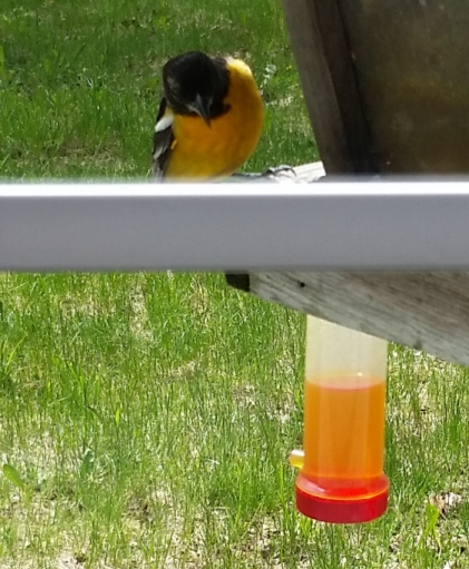 oriole_feeding_3.jpg